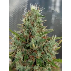 Zero Gravity - Teleport Seeds, 10