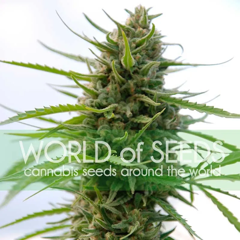 Kilimanjaro - WoS, 3