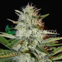 Kilimanjaro - WoS, 3