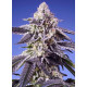 Permanent Marker XL Auto® - Sweet Seeds, 3+1