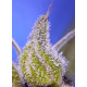 Permanent Marker XL Auto® - Sweet Seeds, 3+1