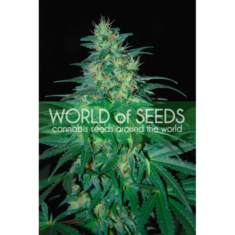 South African Kwazulu - WoS, 3